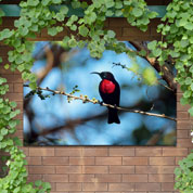 Quadro de exterior - Pássaro Vermelho